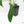 Philodendron longilobatum ‘Lelano Miyano’ (wk39-L180)