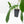 Philodendron longilobatum ‘Lelano Miyano’ (wk39-L180)