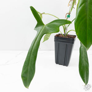 Philodendron longilobatum ‘Lelano Miyano’ (wk39-L180)