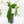 Philodendron longilobatum ‘Lelano Miyano’ (wk39-L180)