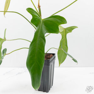 Philodendron longilobatum ‘Lelano Miyano’ (wk39-L180)