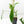 Philodendron longilobatum ‘Lelano Miyano’ (wk39-L180)