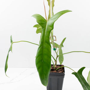 Philodendron longilobatum ‘Lelano Miyano’ (wk39-L180)