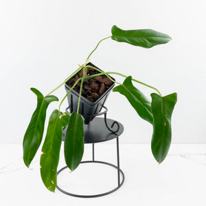 Philodendron longilobatum ‘Lelano Miyano’ (wk35-L203)