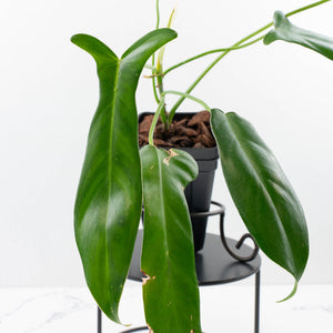 Philodendron longilobatum ‘Lelano Miyano’ (wk35-L203)
