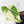 Philodendron Mamei Albo Variegated (wk35-L196)
