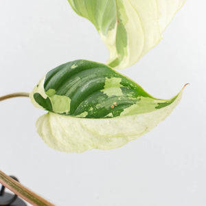 Philodendron Mamei Albo Variegated (wk35-L196)