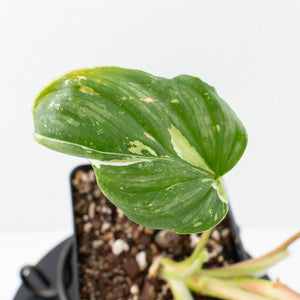 Philodendron Mamei Albo Variegated (wk35-L196)