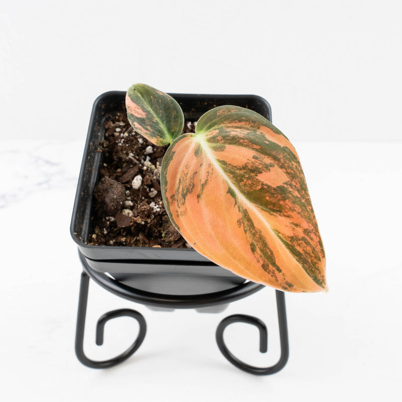 Philodendron melanochrysum orange variegated (wk33-U27)