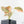 Philodendron melanochrysum orange variegated (wk39-L303)