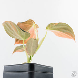 Philodendron melanochrysum orange variegated (wk39-L303)
