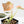 Philodendron melanochrysum orange variegated (wk39-L303)
