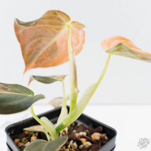 Philodendron melanochrysum orange variegated (wk39-L303)