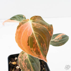 Philodendron melanochrysum orange variegated (wk39-L303)