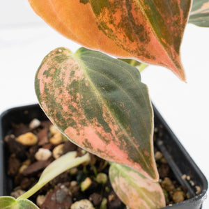 Philodendron melanochrysum orange variegated (wk39-L303)