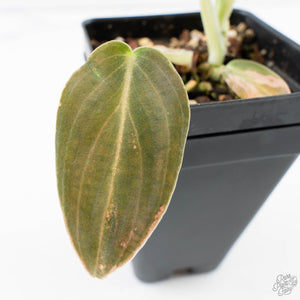 Philodendron melanochrysum orange variegated (wk39-L303)
