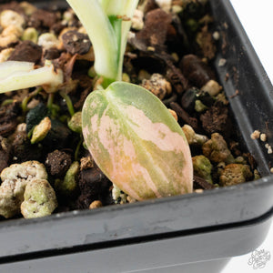 Philodendron melanochrysum orange variegated (wk39-L303)