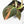 Philodendron melanochrysum orange variegated (wk39-L303)