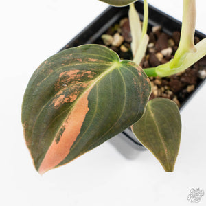 Philodendron melanochrysum orange variegated (wk39-L303)
