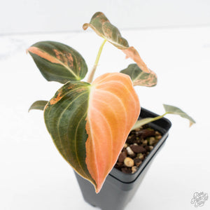 Philodendron melanochrysum orange variegated (wk39-L303)