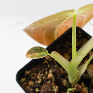 Philodendron melanochrysum orange variegated (wk41-L340)