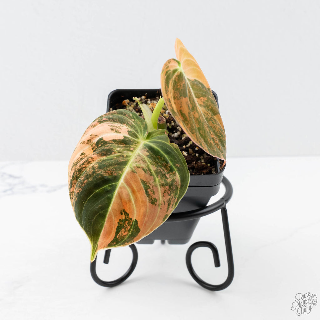 philodendron melanochrysum Philodendron melanochrysum orange variegated (wk21-UB)