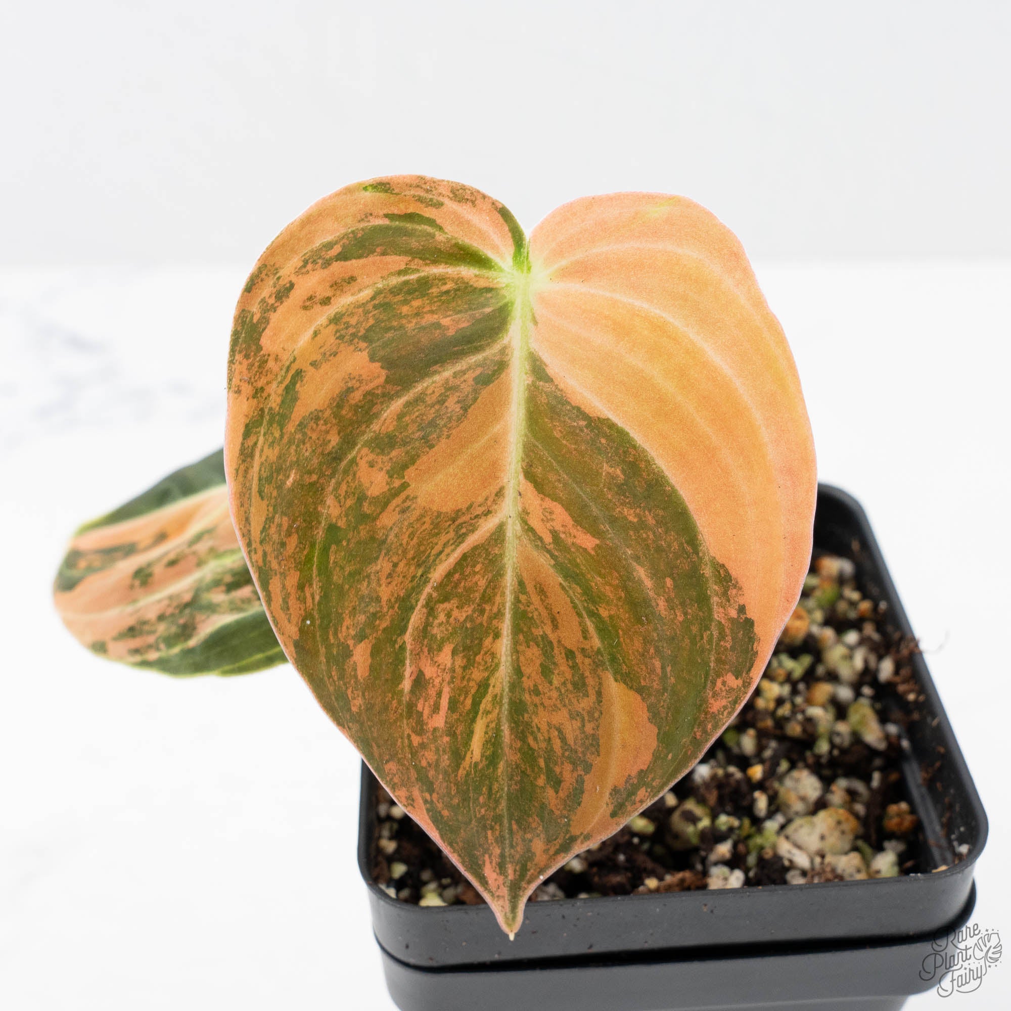 philodendron melanochrysum flower Philodendron melanochrysum orange variegated (wk21-UB)