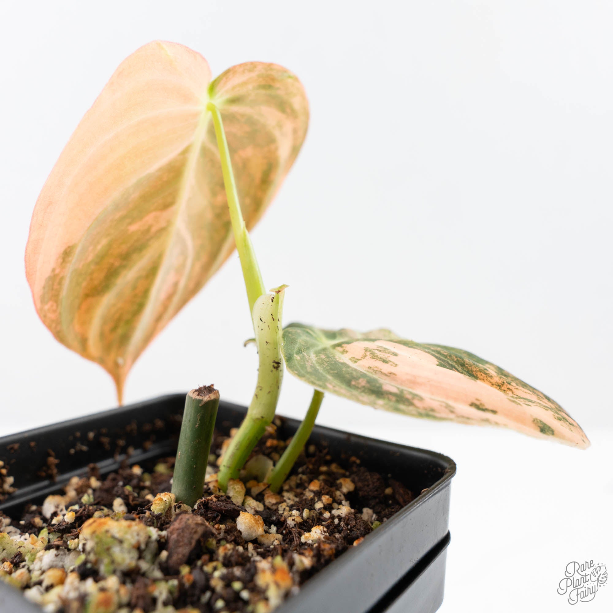 philodendron white and orange Philodendron melanochrysum orange variegated (wk21-UB)