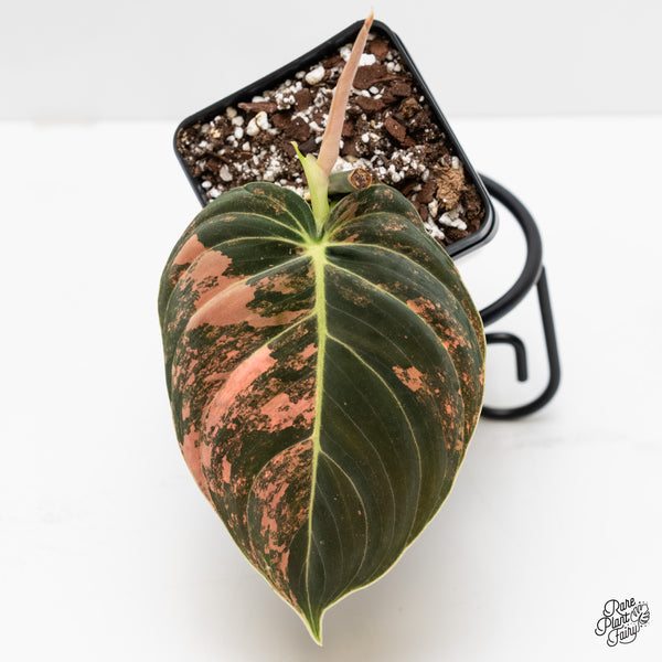 Philodendron Melanochrysum Orange Variegated (wk4-UH)
