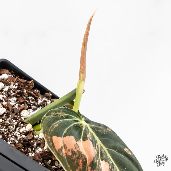 Philodendron Melanochrysum Orange Variegated (wk4-UH)