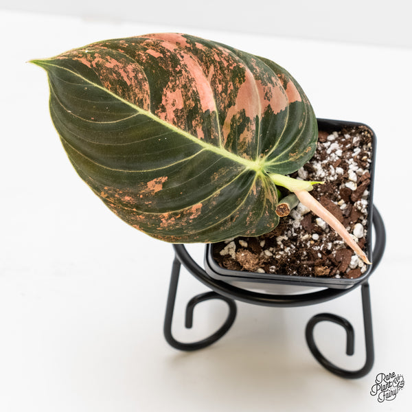 Philodendron Melanochrysum Orange Variegated (wk4-UH)