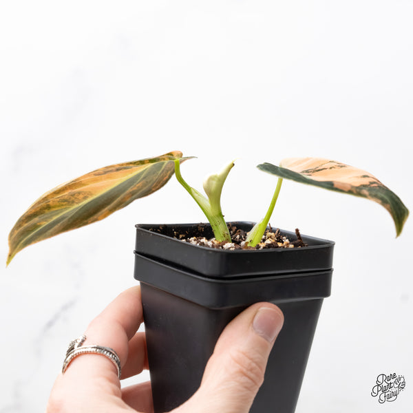 Philodendron Melanochrysum Orange Variegated (wk5-UD)