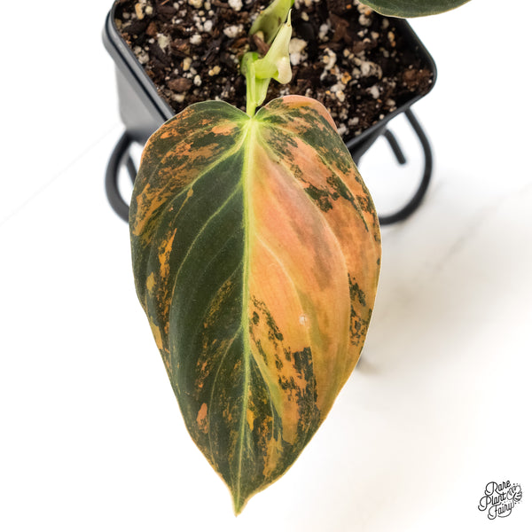 Philodendron Melanochrysum Orange Variegated (wk5-UD)