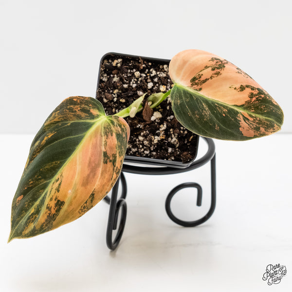 Philodendron Melanochrysum Orange Variegated (wk5-UD)