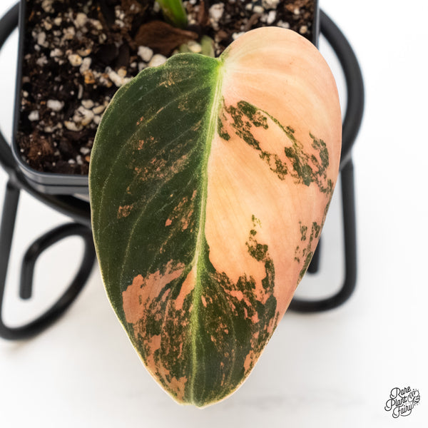 Philodendron Melanochrysum Orange Variegated (wk5-UD)