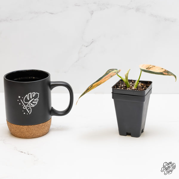 Philodendron Melanochrysum Orange Variegated (wk5-UD)