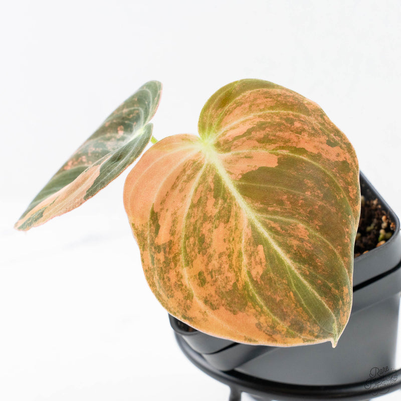 Philodendron melanochrysum orange variegated (wk28-UJ)