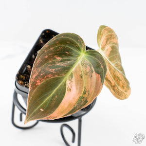 Philodendron melanochrysum orange variegated (wk28-UJ)