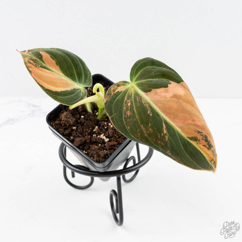 Philodendron melanochrysum orange variegated (wk29-UF)