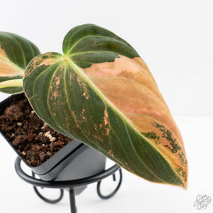 Philodendron melanochrysum orange variegated (wk29-UF)