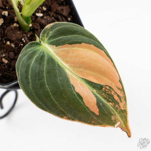 Philodendron melanochrysum orange variegated (wk29-UF)