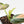 Philodendron melanochrysum orange variegated (wk29-UF)