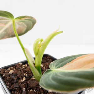 Philodendron melanochrysum orange variegated (wk29-UF)