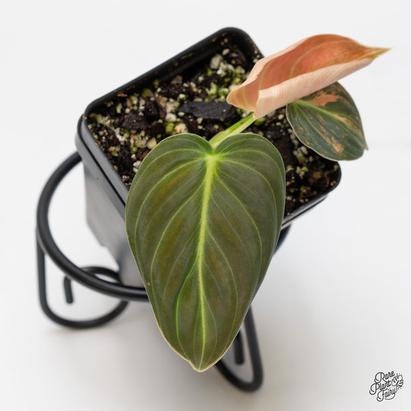 Philodendron Melanochrysum orange variegated (wk1-UP)