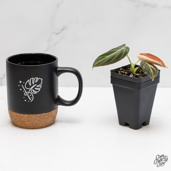 Philodendron Melanochrysum orange variegated (wk1-UP)