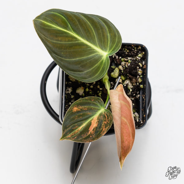 Philodendron Melanochrysum orange variegated (wk1-UP)