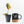 Philodendron melanochrysum orange variegated (wk23-UF)