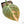 Philodendron melanochrysum orange variegated (wk23-UF)