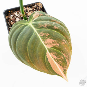 Philodendron melanochrysum orange variegated (wk23-UF)