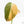 Philodendron melanochrysum orange variegated (wk23-UF)
